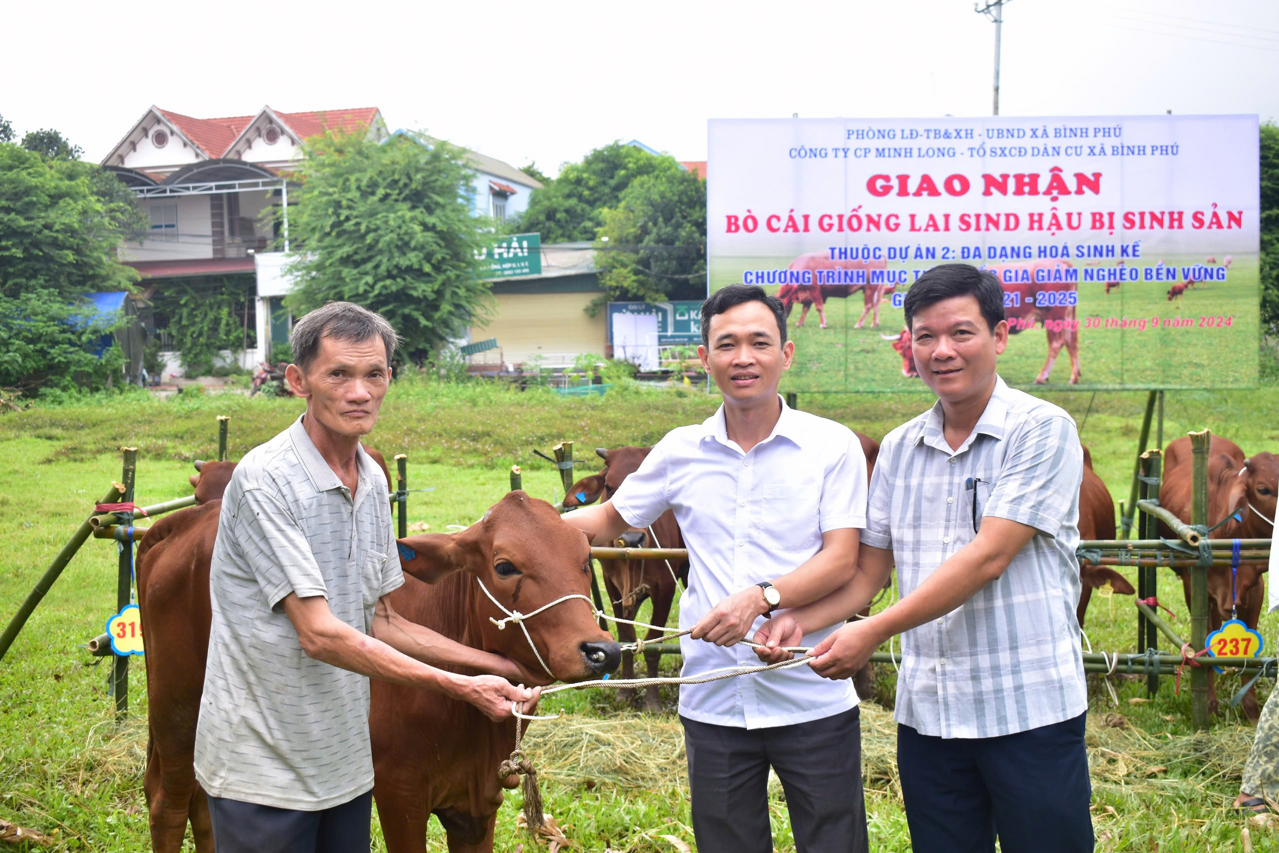 Huyện Phù Ninh tổ chức giao nhận bò cái giống lai Sind hậu bị sinh sản thuộc chương trình mục tiêu quốc gia giảm nghèo bền vững giai đoạn 2021-2025  